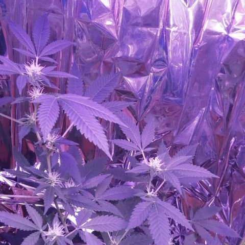 Génétique inconnue growlog timeline photo