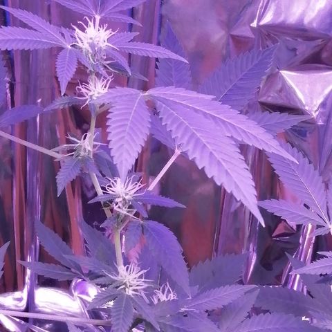 Génétique inconnue growlog timeline photo