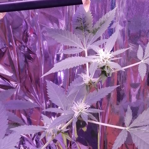 Génétique inconnue growlog timeline photo