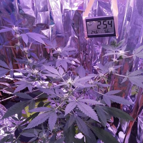 Génétique inconnue growlog timeline photo