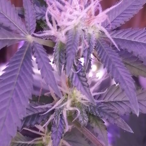 Génétique inconnue growlog timeline photo