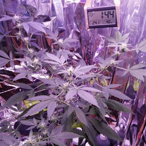 Génétique inconnue growlog timeline photo