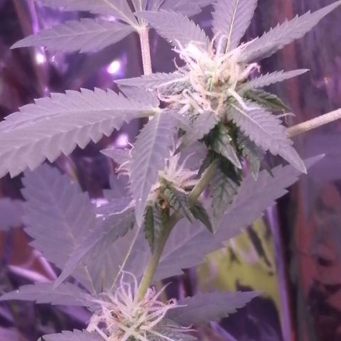 Génétique inconnue growlog timeline photo