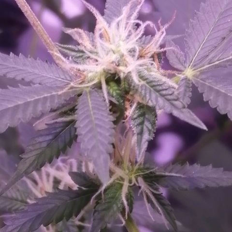 Génétique inconnue growlog timeline photo