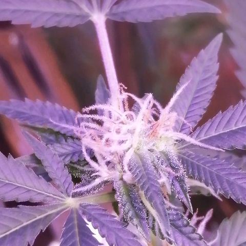 Génétique inconnue growlog timeline photo