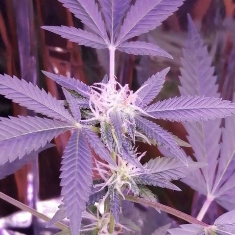Génétique inconnue growlog timeline photo