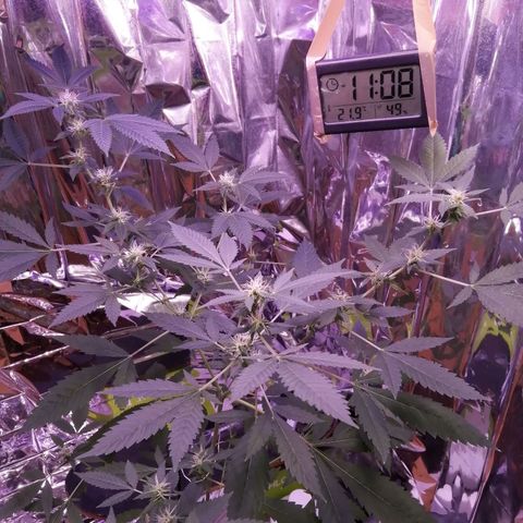 Génétique inconnue growlog timeline photo