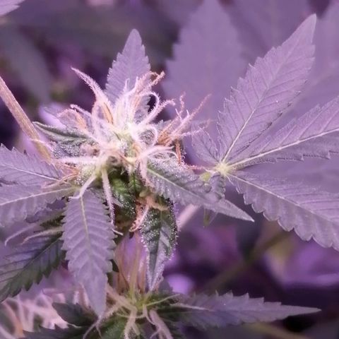 Génétique inconnue growlog timeline photo