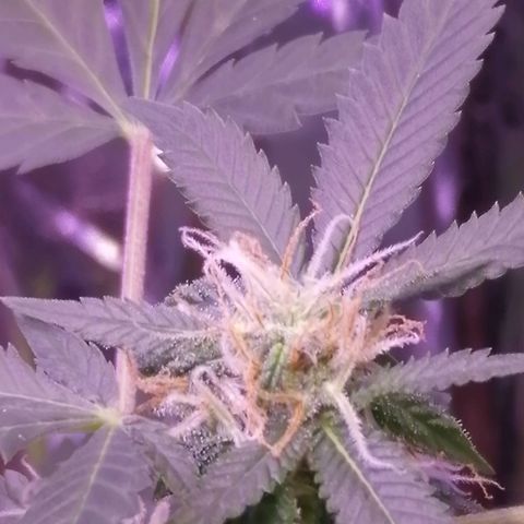 Génétique inconnue growlog timeline photo