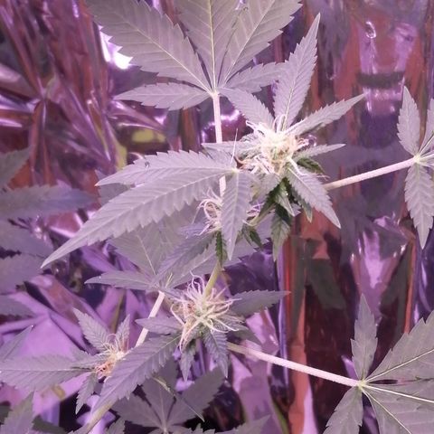 Génétique inconnue growlog timeline photo