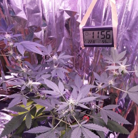 Génétique inconnue growlog timeline photo