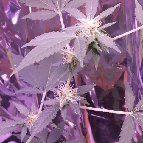 Génétique inconnue growlog timeline photo