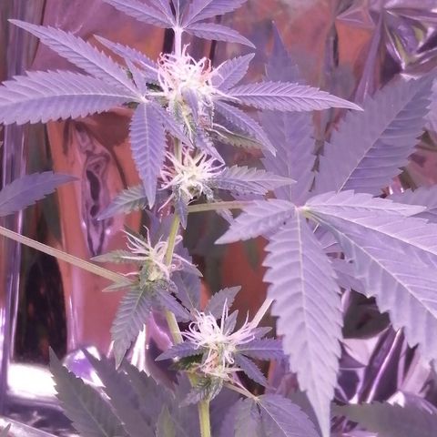 Génétique inconnue growlog timeline photo