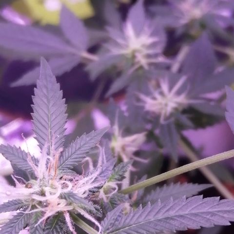 Génétique inconnue growlog timeline photo