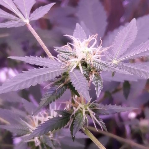 Génétique inconnue growlog timeline photo