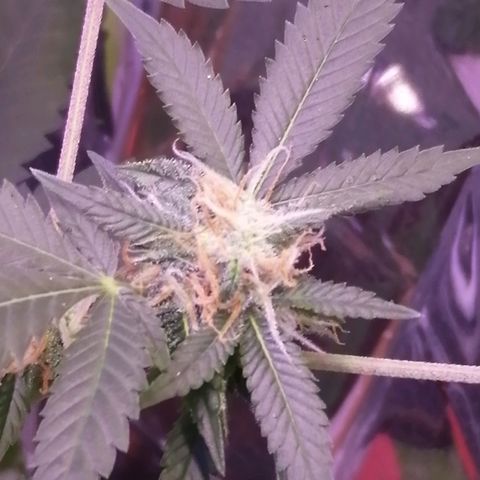 Génétique inconnue growlog timeline photo