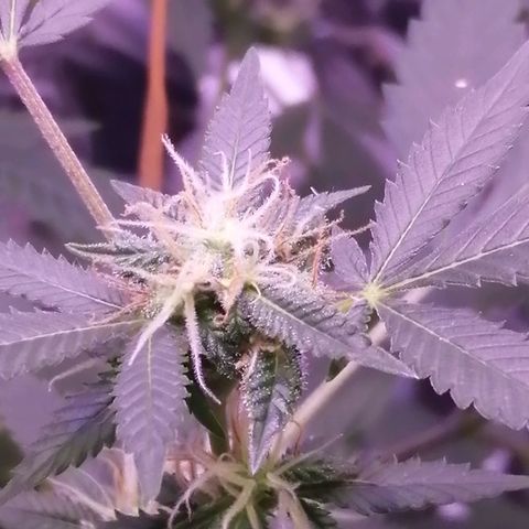 Génétique inconnue growlog timeline photo