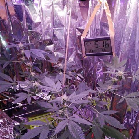 Génétique inconnue growlog timeline photo