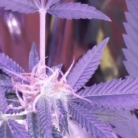 Génétique inconnue growlog timeline photo
