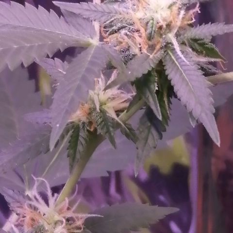 Génétique inconnue growlog timeline photo