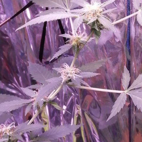 Génétique inconnue growlog timeline photo