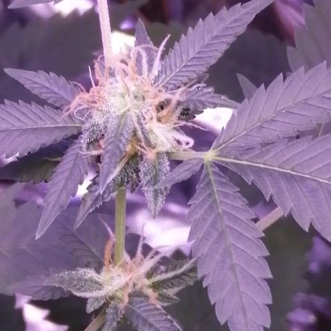 Génétique inconnue growlog timeline photo