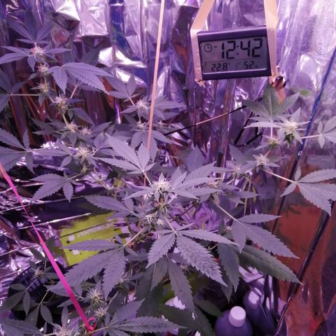 Génétique inconnue growlog timeline photo