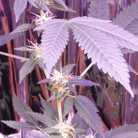 Génétique inconnue growlog timeline photo