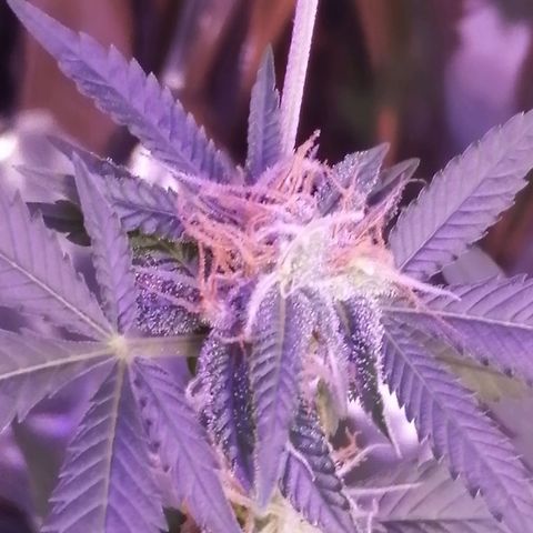 Génétique inconnue growlog timeline photo