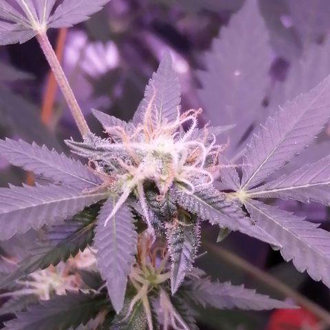 Génétique inconnue growlog timeline photo