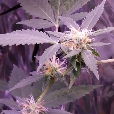 Génétique inconnue growlog timeline photo