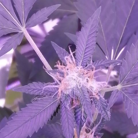 Génétique inconnue growlog timeline photo
