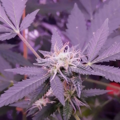 Génétique inconnue growlog timeline photo
