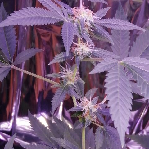 Génétique inconnue growlog timeline photo
