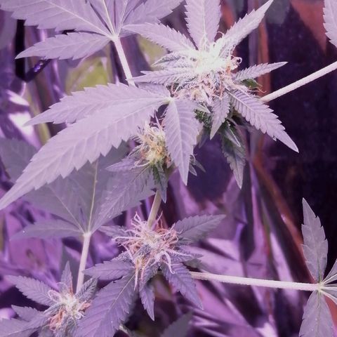 Génétique inconnue growlog timeline photo