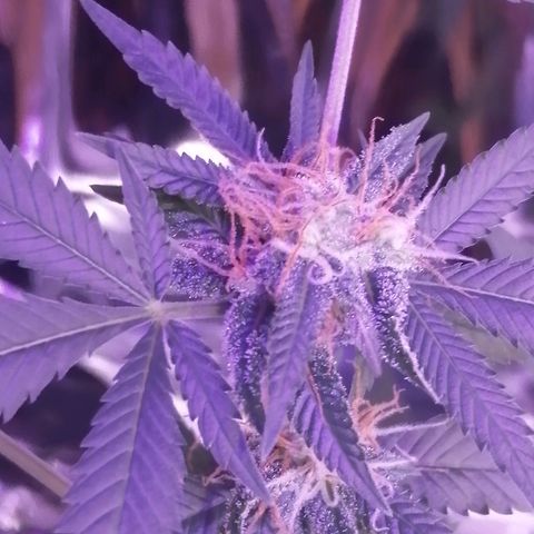 Génétique inconnue growlog timeline photo