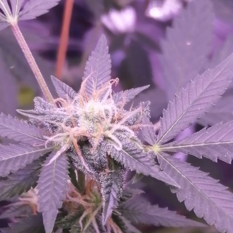 Génétique inconnue growlog timeline photo