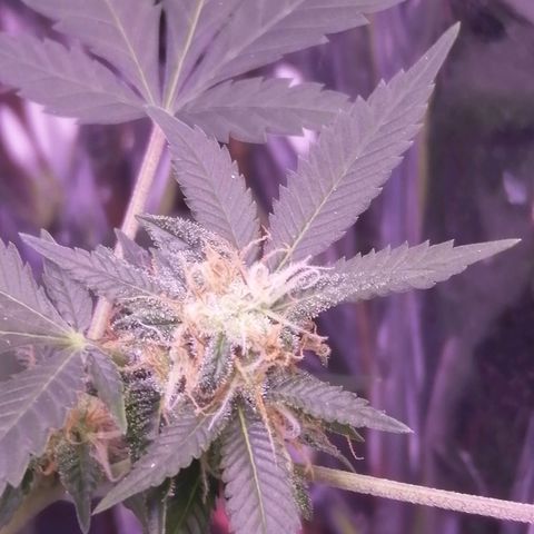 Génétique inconnue growlog timeline photo