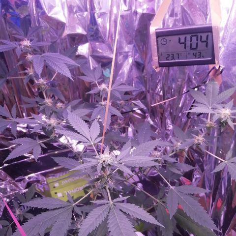 Génétique inconnue growlog timeline photo