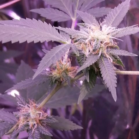Génétique inconnue growlog timeline photo