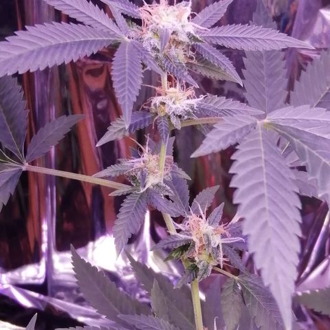Génétique inconnue growlog timeline photo