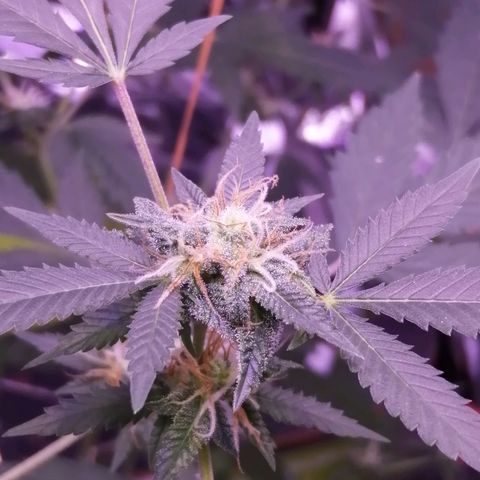 Génétique inconnue growlog timeline photo