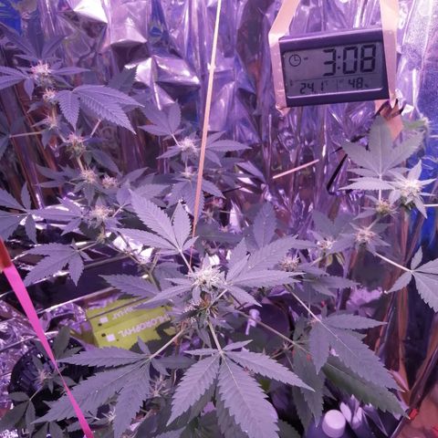 Génétique inconnue growlog timeline photo