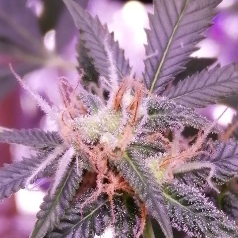 Génétique inconnue growlog timeline photo