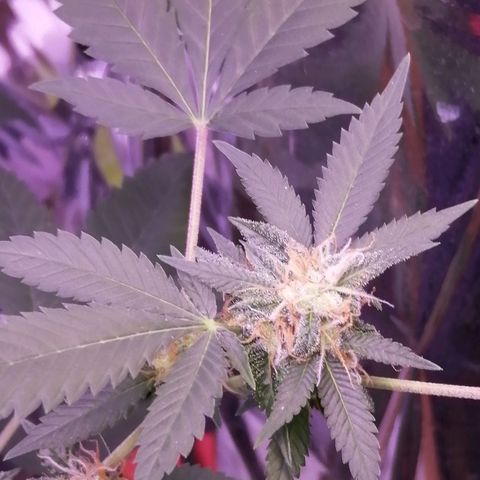 Génétique inconnue growlog timeline photo