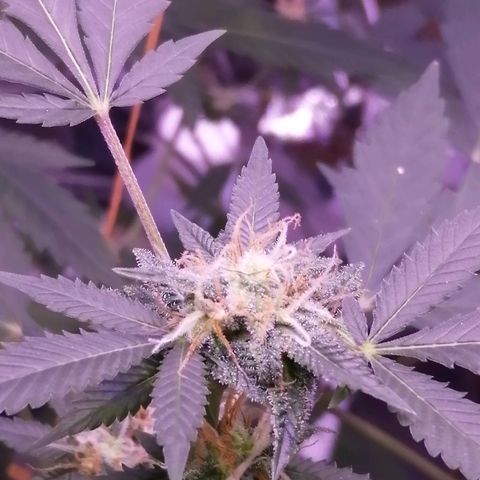 Génétique inconnue growlog timeline photo