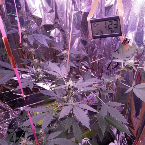 Génétique inconnue growlog timeline photo