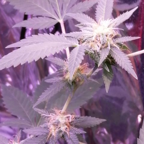 Génétique inconnue growlog timeline photo