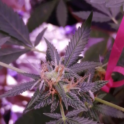 Génétique inconnue growlog timeline photo