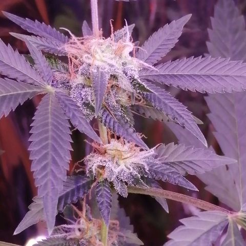 Génétique inconnue growlog timeline photo